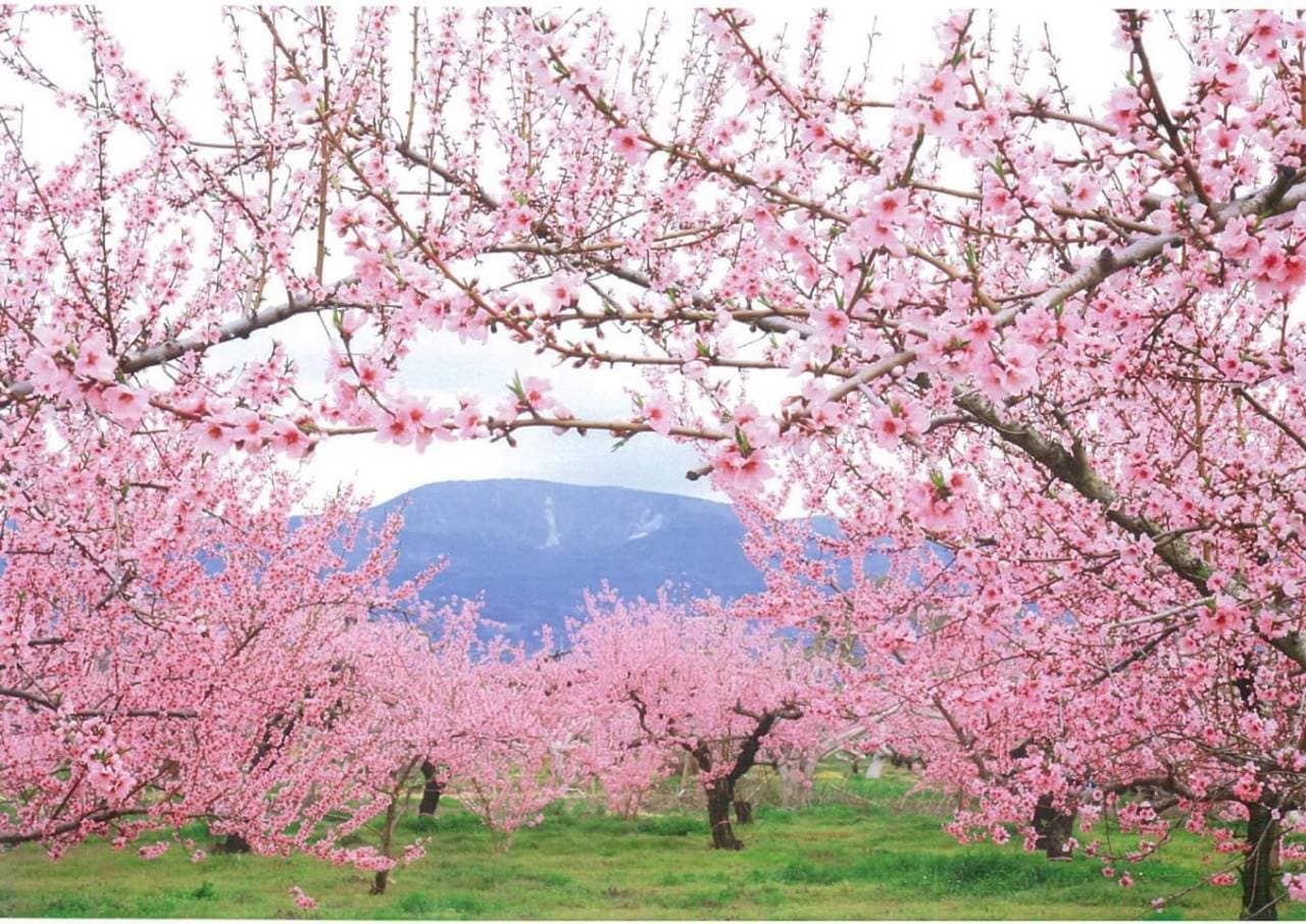 満開の桃園と山並み